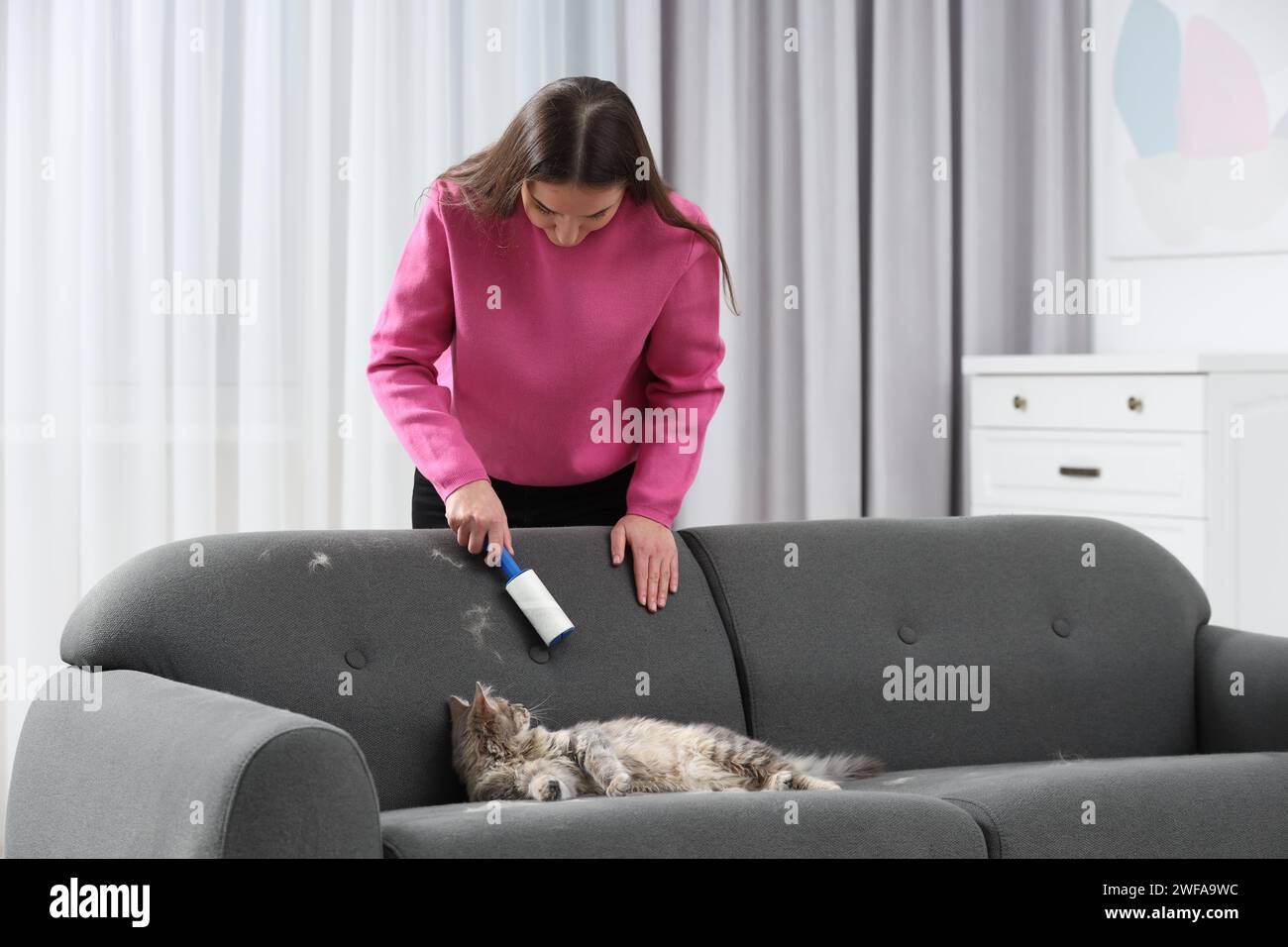 Pet shedding. Woman with lint roller removing cat`s hair from sofa at home Stock Photo Alamy